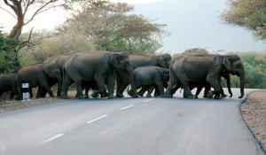 elephants