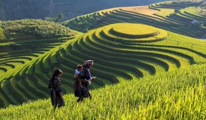 tea bagan